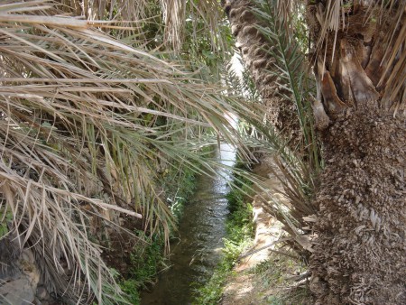 Palmeraie de Tiout près de Taroudant